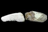 Fossil Mastodon (Gomphotherium) Tusk Sections - Kansas #136667-1